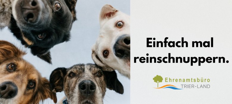links sind vier Hnde abgebildet die in die Kamera gucken. Rechts steht der Text "Einfach mal reinschnuppern", darunter befindet sich das Logo vom Ehrenamtsbüro Trier-Land 